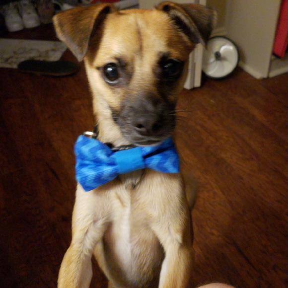 Four Black Paws Other - Dog/Cat Bow Tie Blue Chevron Velcro